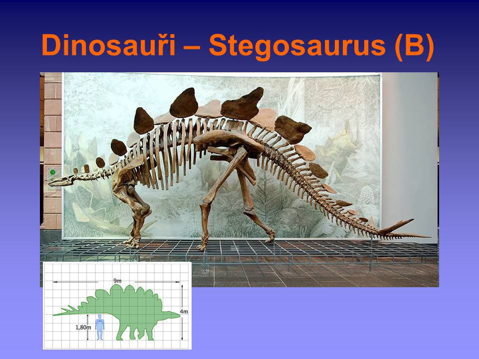 Dinosauři – Stegosaurus (B)