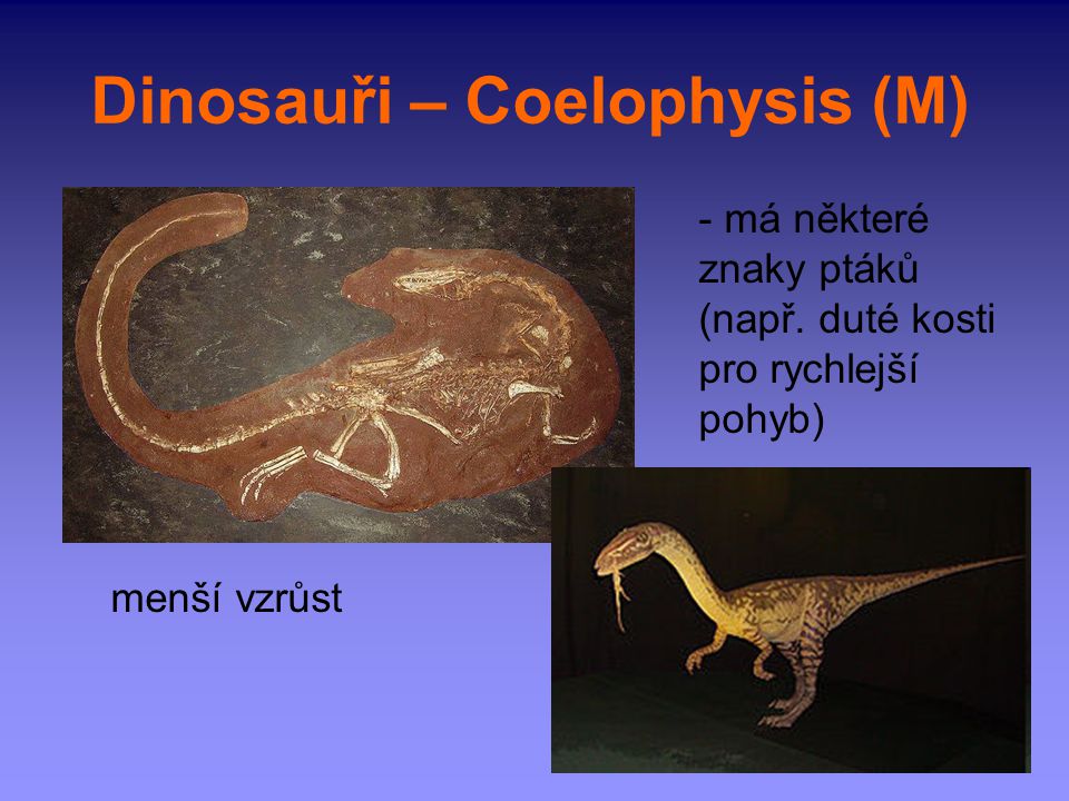 Dinosauři – Coelophysis (M)