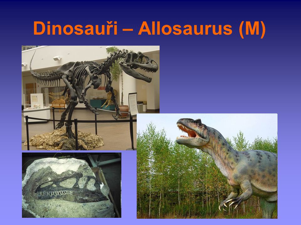 Dinosauři – Allosaurus (M)