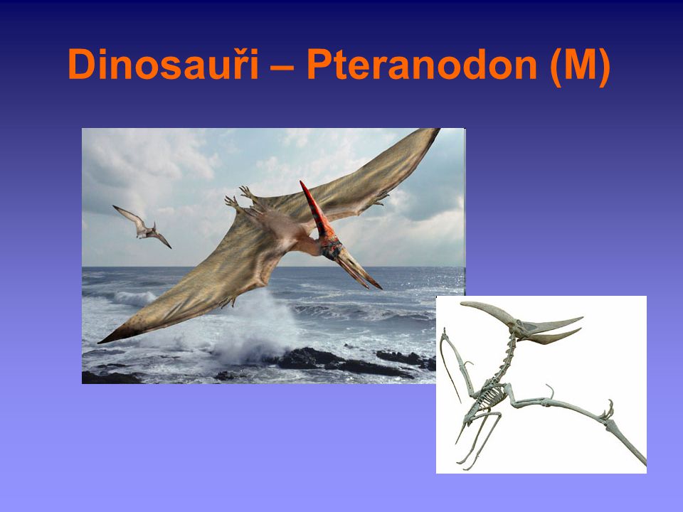 Dinosauři – Pteranodon (M)