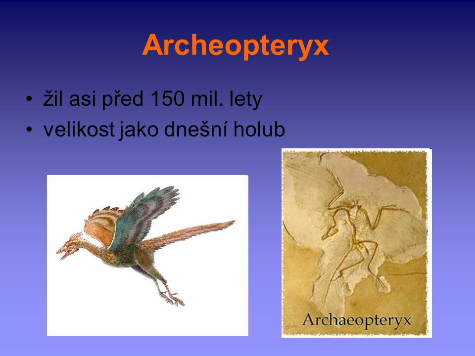 Archeopteryx žil asi před 150 mil. lety velikost jako dnešní holub