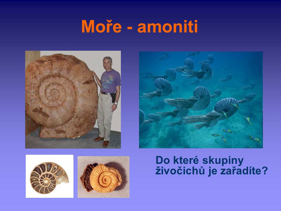 Moře - amoniti Do které skupiny živočichů je zařadíte