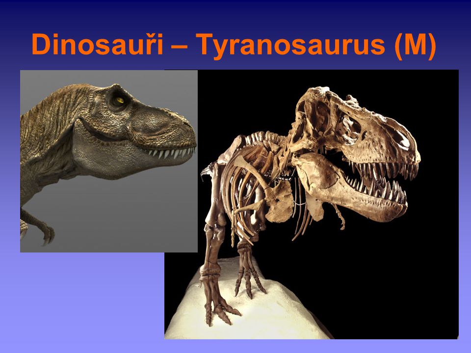Dinosauři – Tyranosaurus (M)