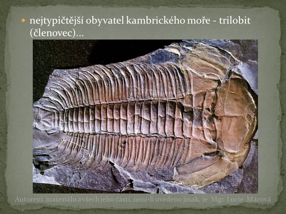nejtypičtější obyvatel kambrického moře - trilobit (členovec)...