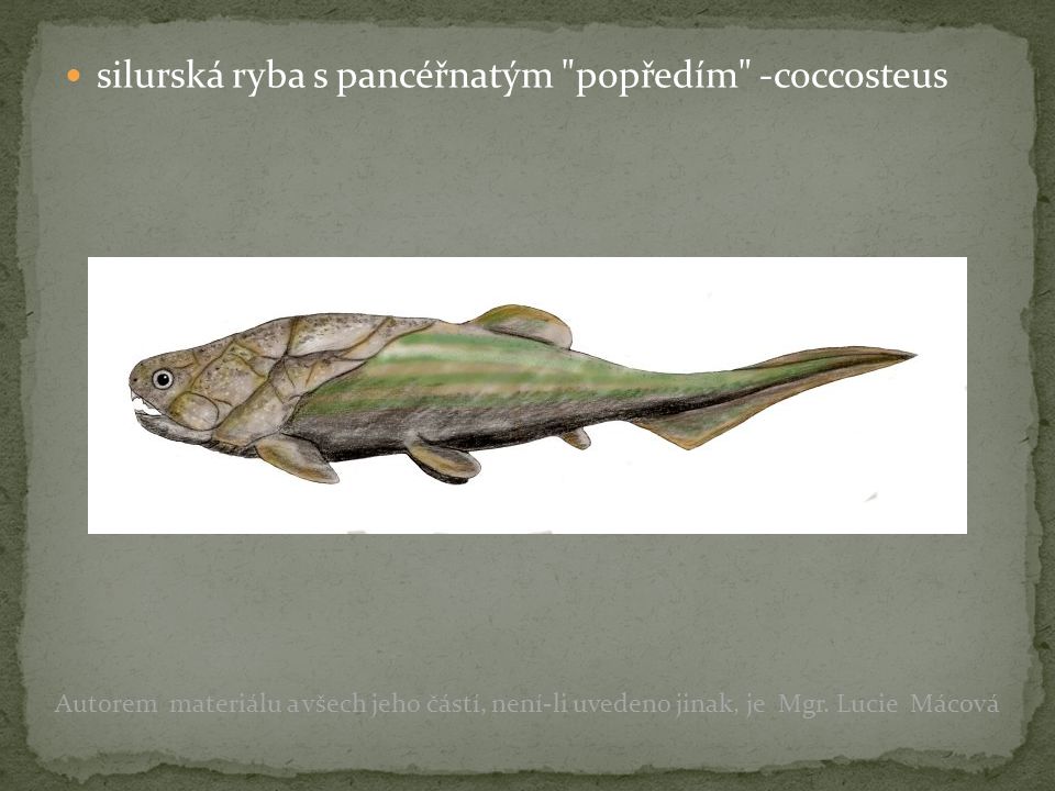 silurská ryba s pancéřnatým popředím -coccosteus