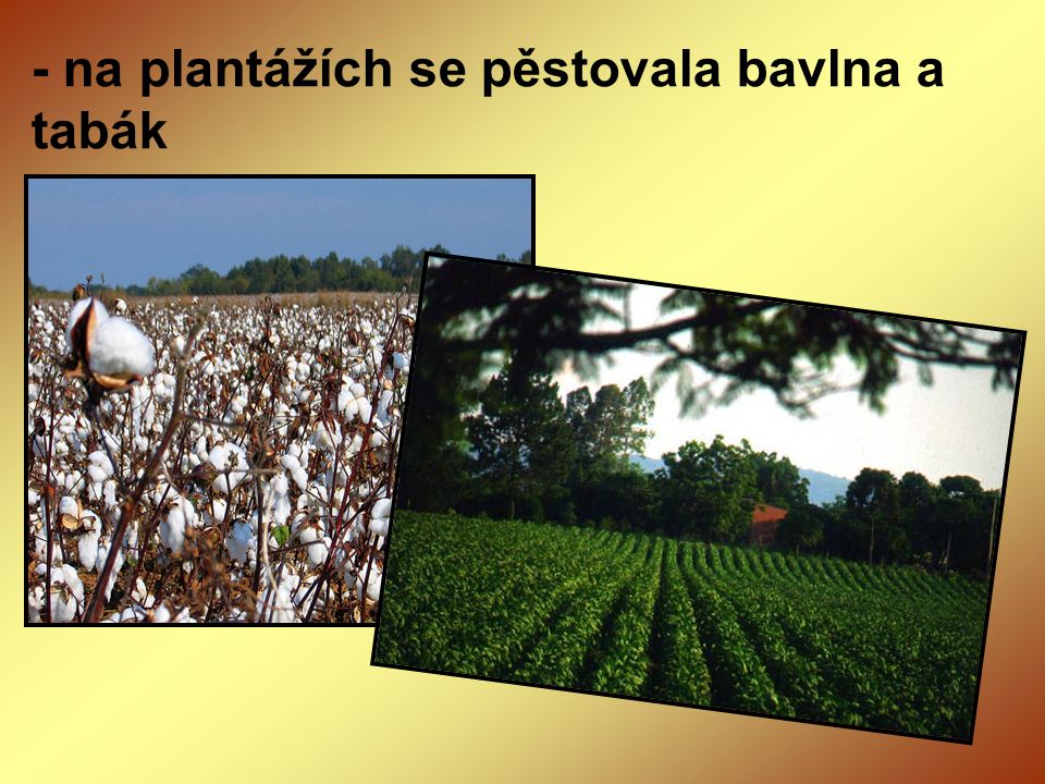 - na plantážích se pěstovala bavlna a tabák