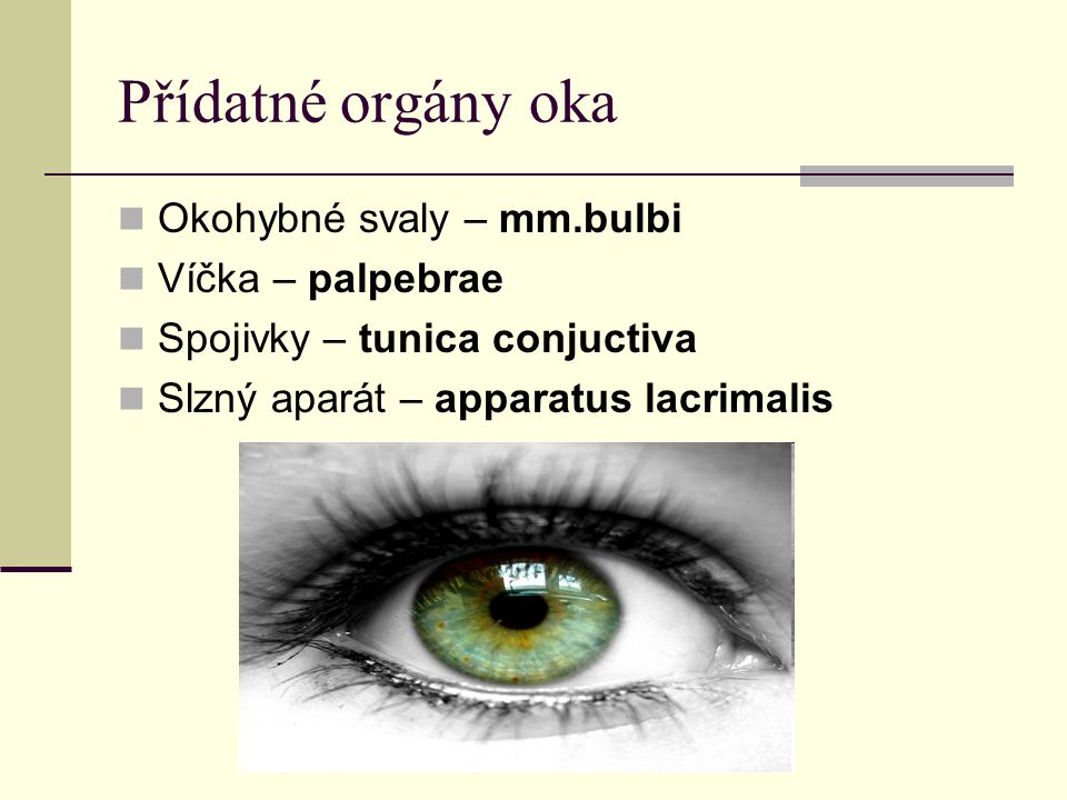Přídatné orgány oka Okohybné svaly – mm.bulbi Víčka – palpebrae