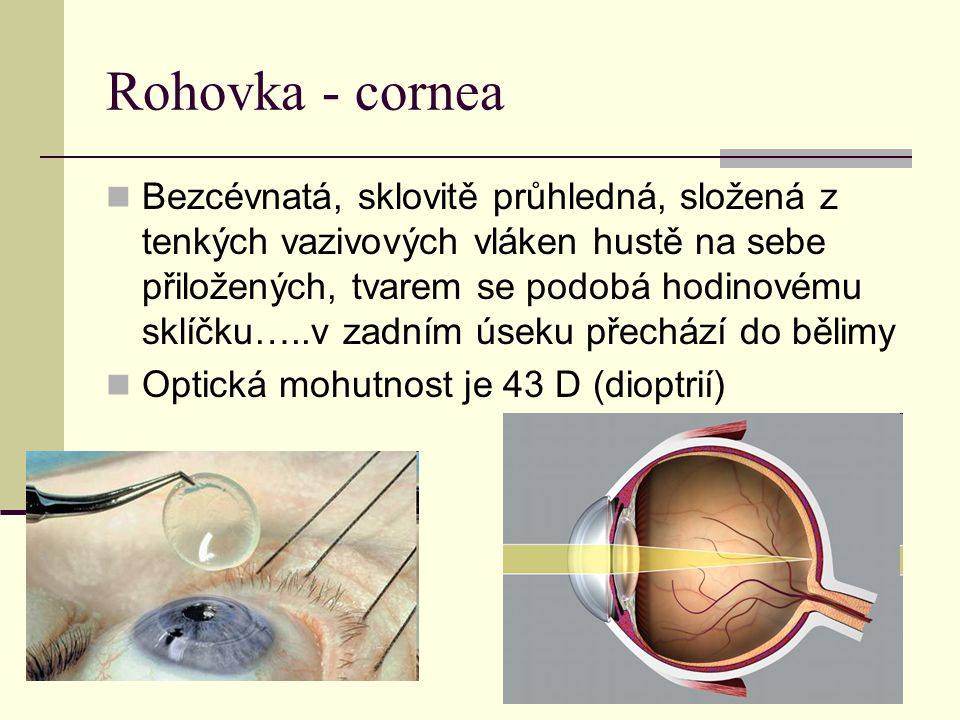 Rohovka - cornea