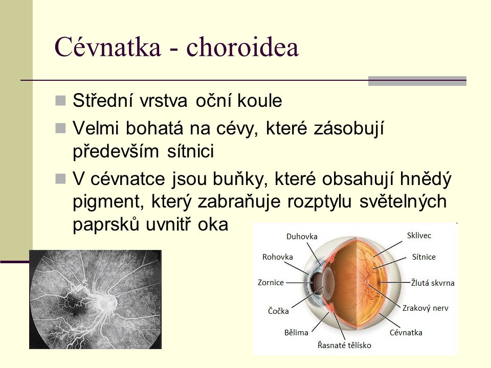Cévnatka - choroidea Střední vrstva oční koule