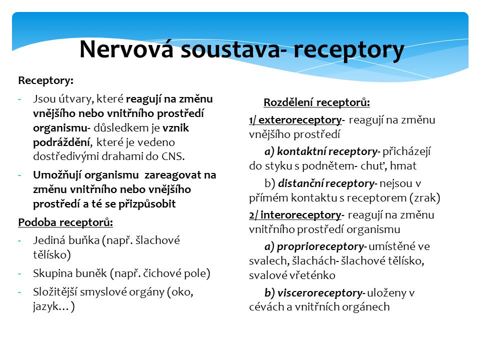 Nervová soustava- receptory