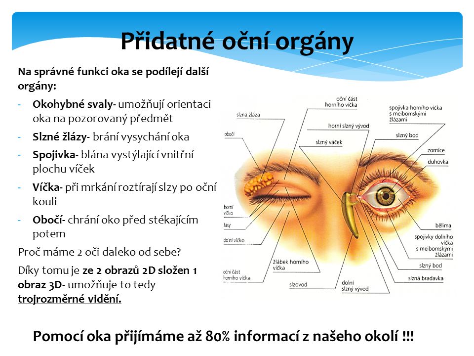 Přidatné oční orgány Na správné funkci oka se podílejí další orgány: Okohybné svaly- umožňují orientaci oka na pozorovaný předmět.