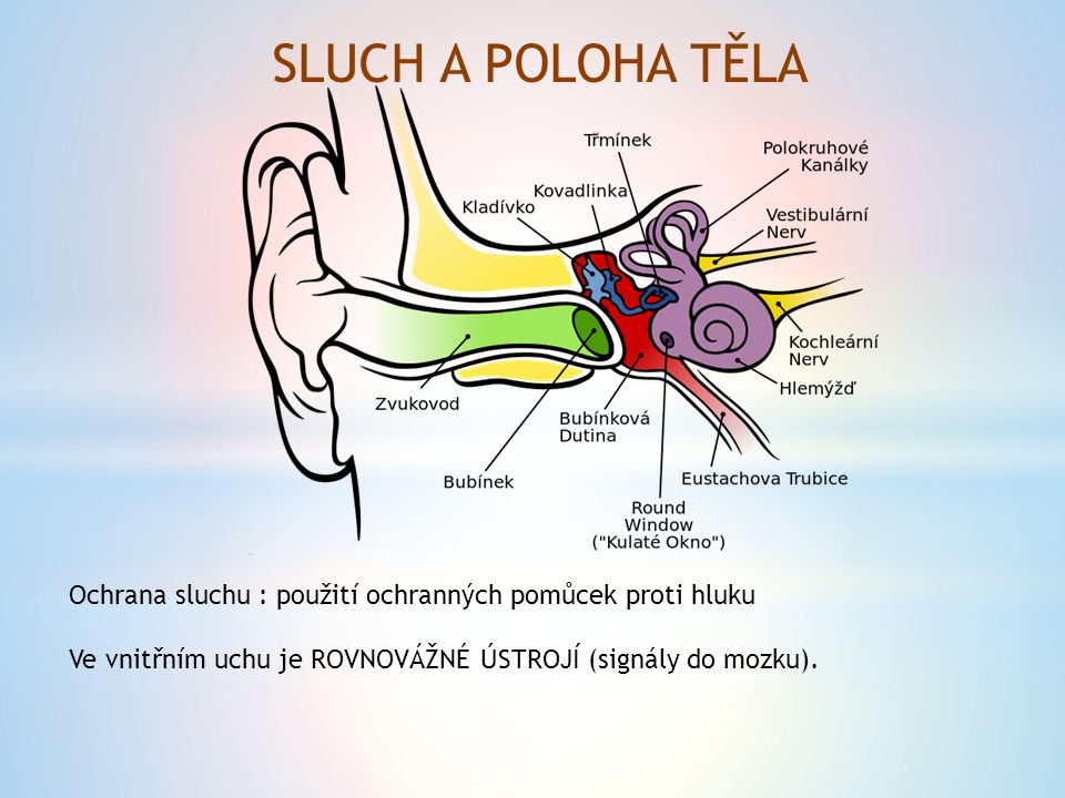 SLUCH A POLOHA TĚLA Ochrana sluchu : použití ochranných pomůcek proti hluku.