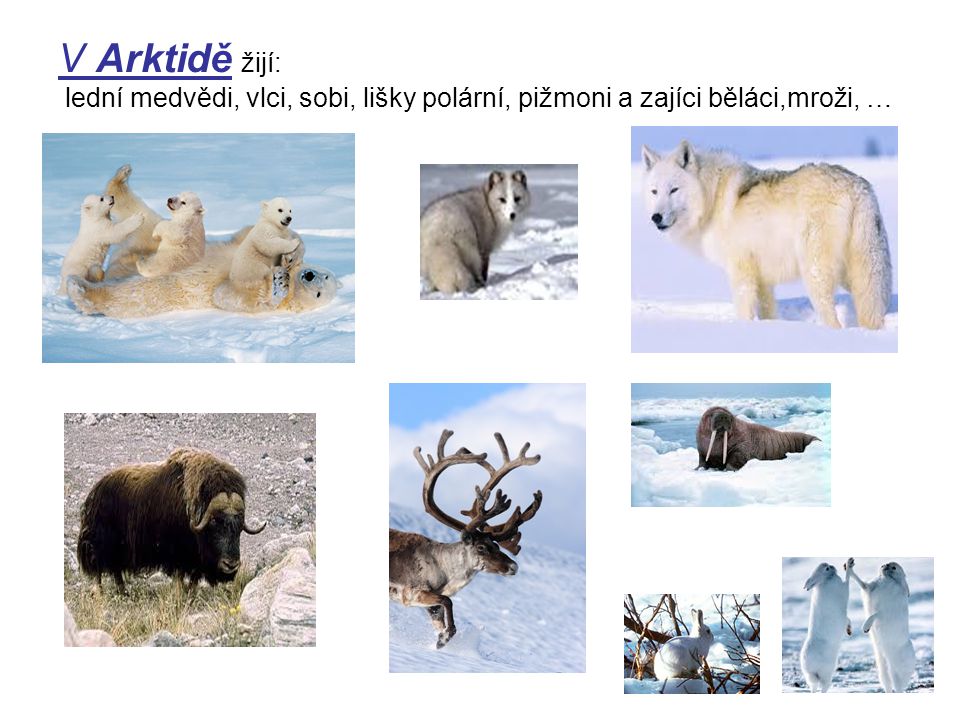 V Arktidě žijí: lední medvědi, vlci, sobi, lišky polární, pižmoni a zajíci běláci,mroži, …