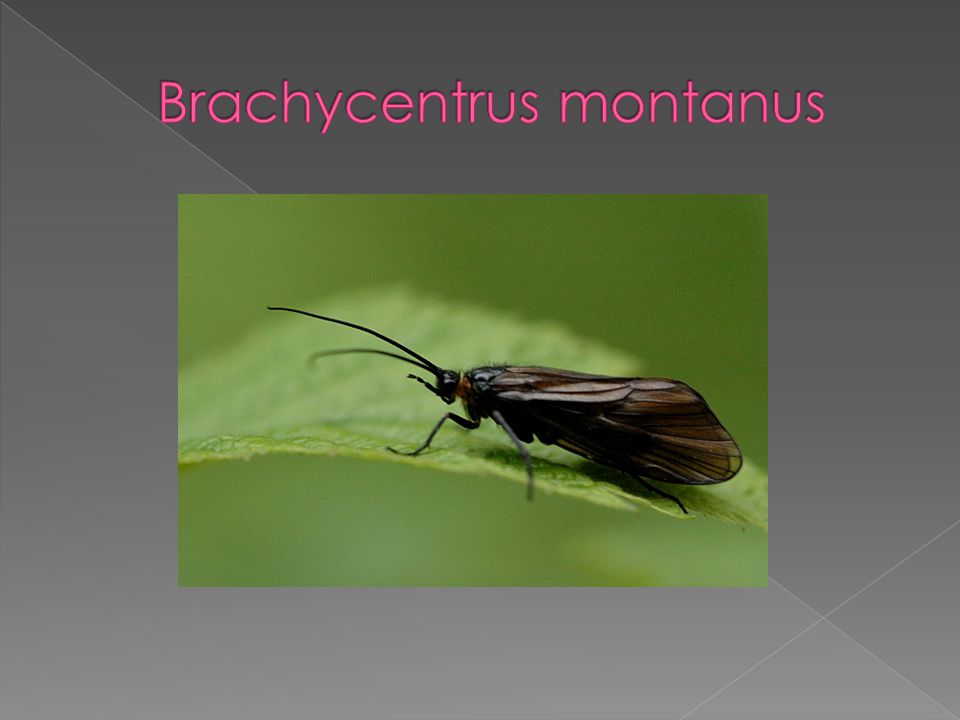 Brachycentrus montanus