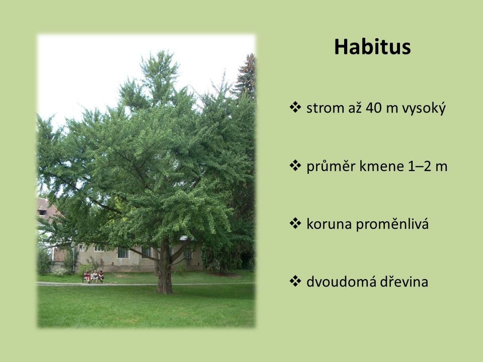 Habitus strom až 40 m vysoký průměr kmene 1–2 m koruna proměnlivá