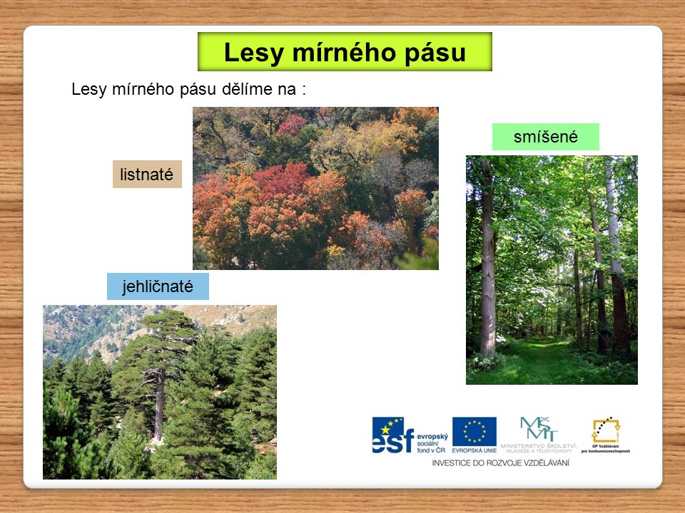 Lesy mírného pásu Lesy mírného pásu dělíme na : smíšené listnaté