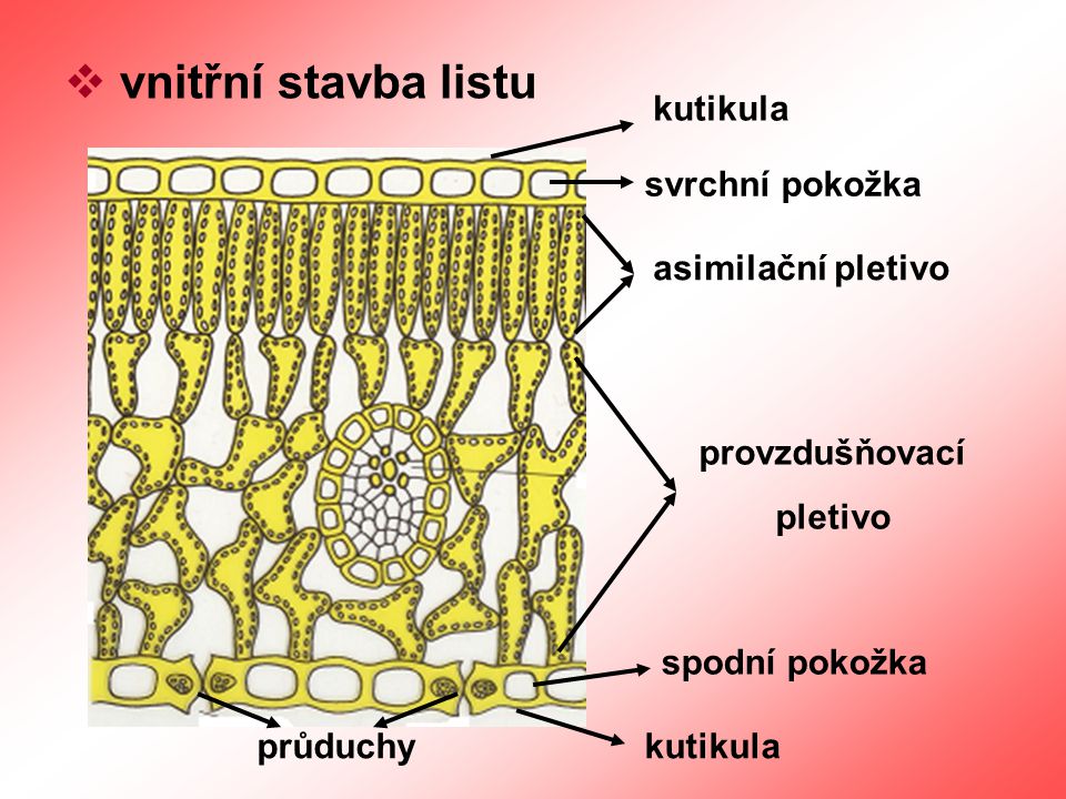 vnitřní stavba listu kutikula svrchní pokožka asimilační pletivo