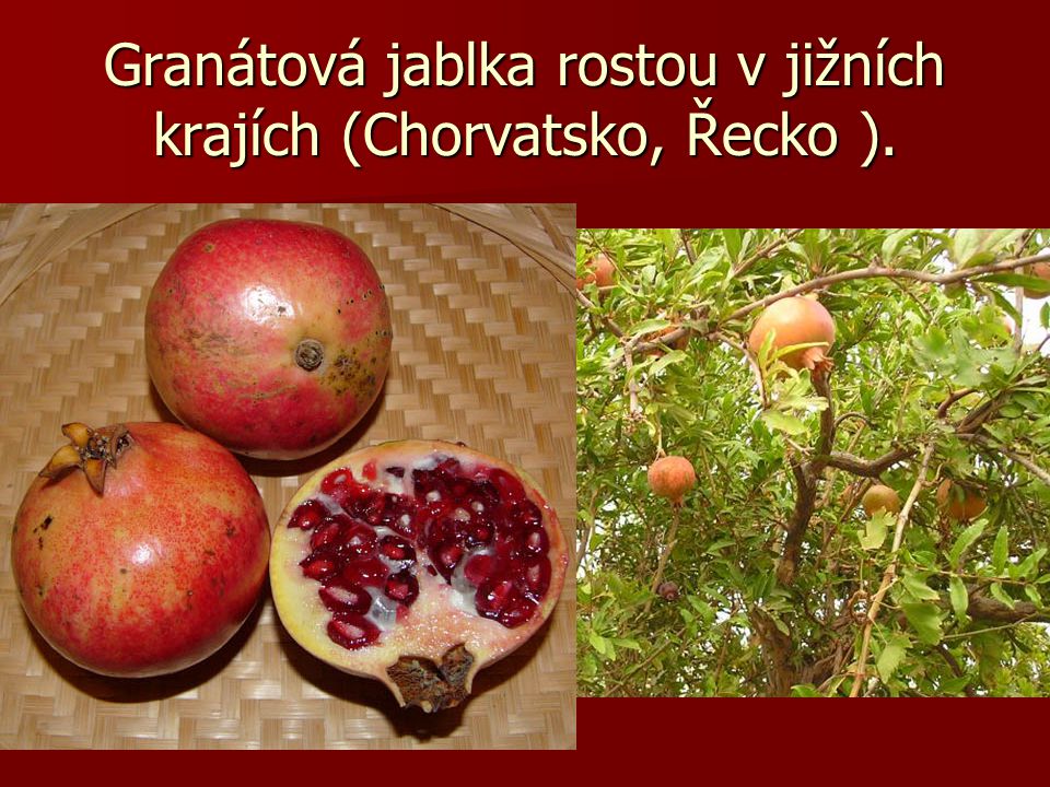 Granátová jablka rostou v jižních krajích (Chorvatsko, Řecko ).