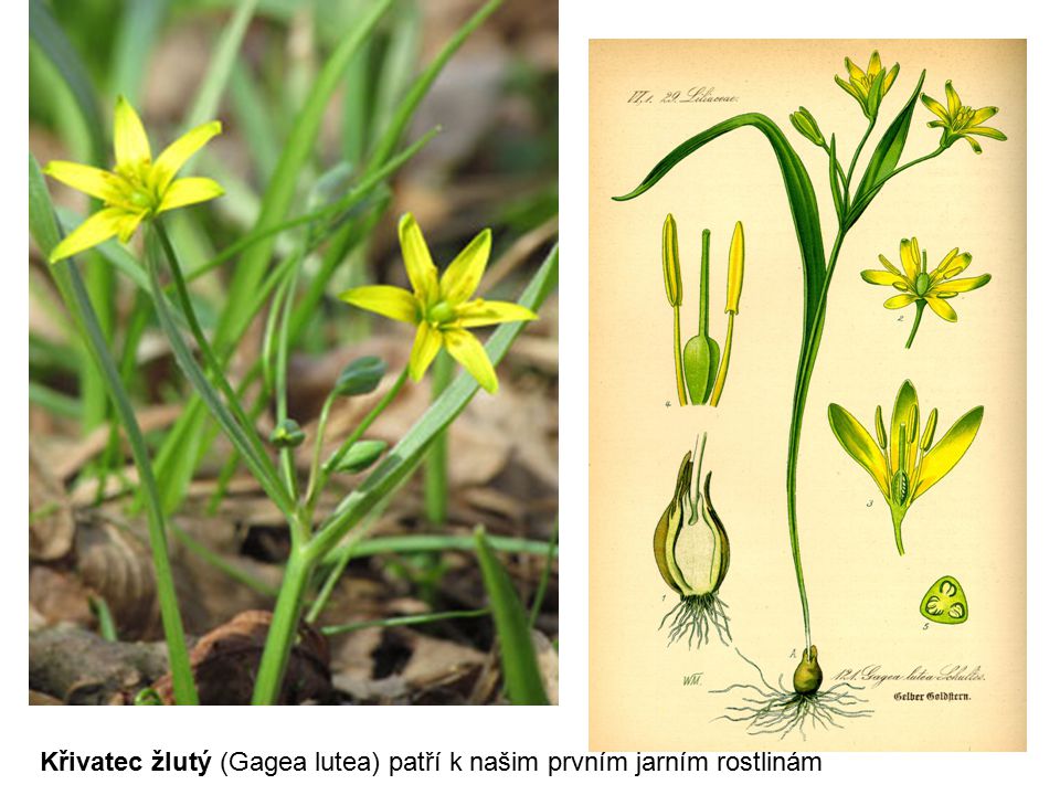 Křivatec žlutý (Gagea lutea) patří k našim prvním jarním rostlinám