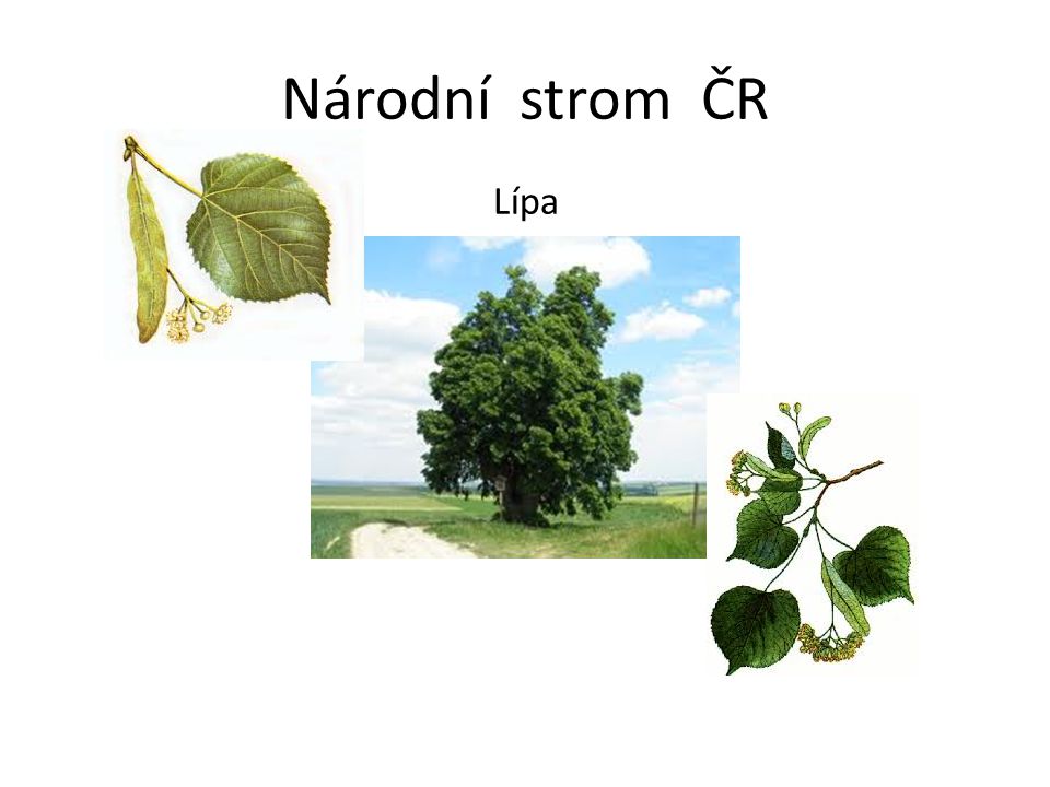 Národní strom ČR Lípa