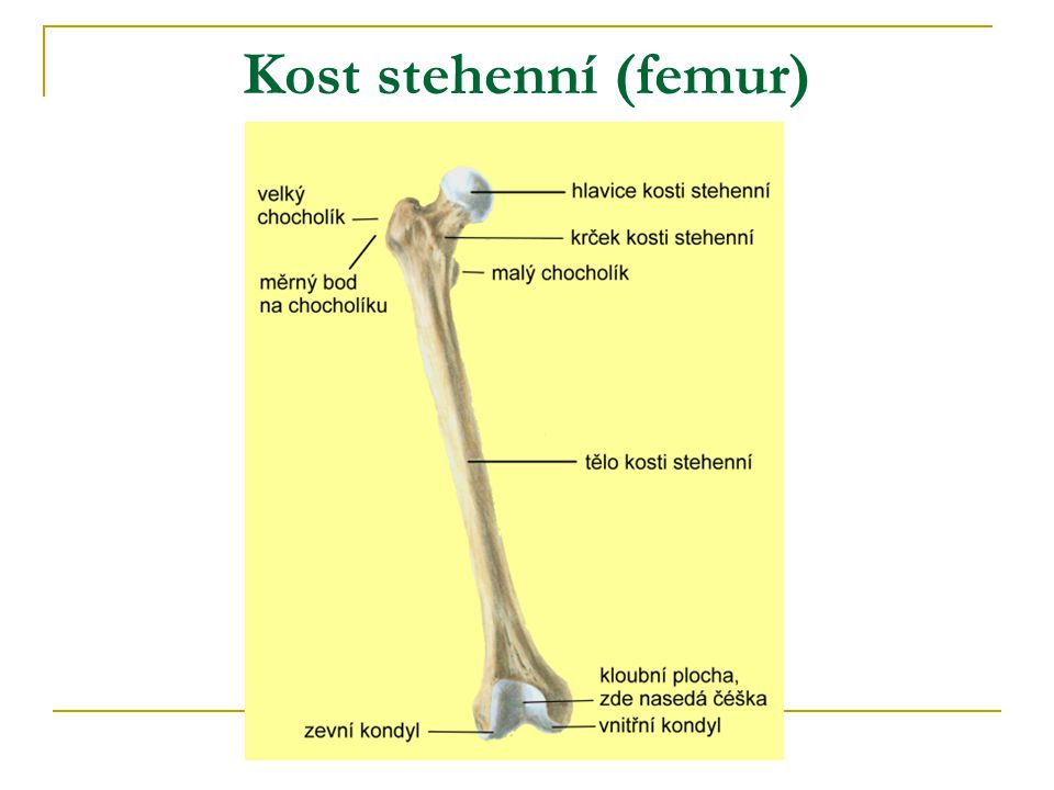 Kost stehenní (femur)