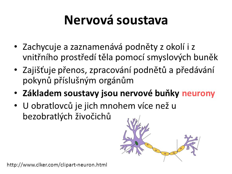 Nervová soustava Zachycuje a zaznamenává podněty z okolí i z vnitřního prostředí těla pomocí smyslových buněk.