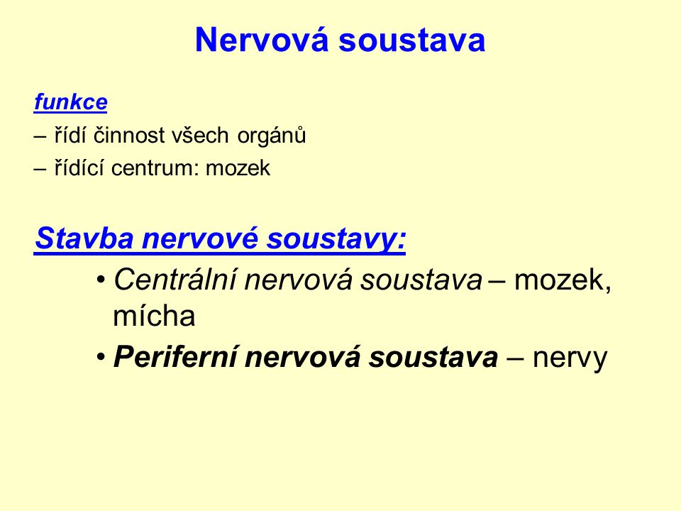 Nervová soustava Stavba nervové soustavy: