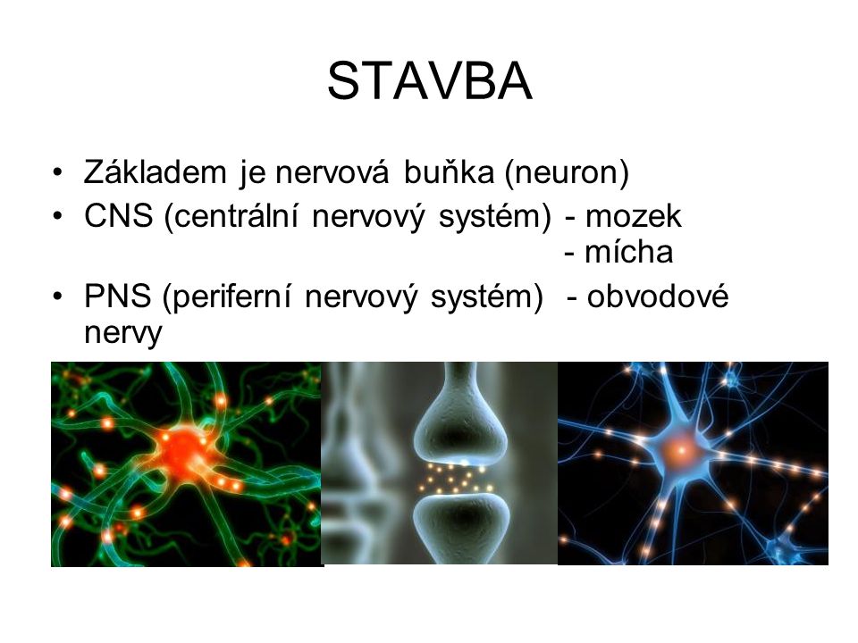 STAVBA Základem je nervová buňka (neuron)