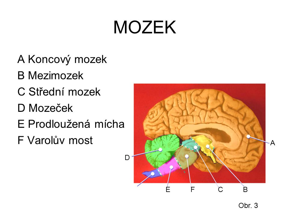 MOZEK A Koncový mozek B Mezimozek C Střední mozek D Mozeček