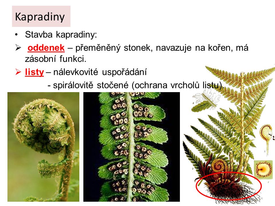 Kapradiny Stavba kapradiny: