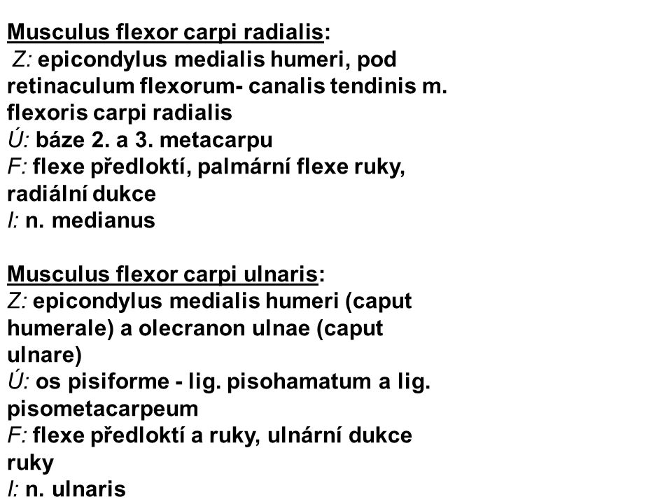 Musculus flexor carpi radialis: