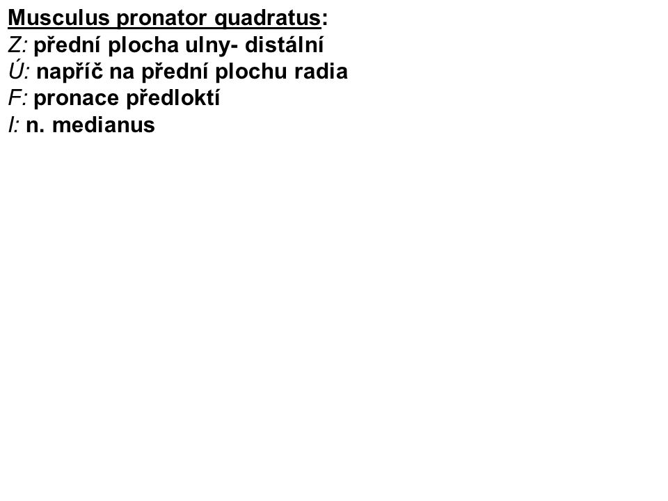 Musculus pronator quadratus: