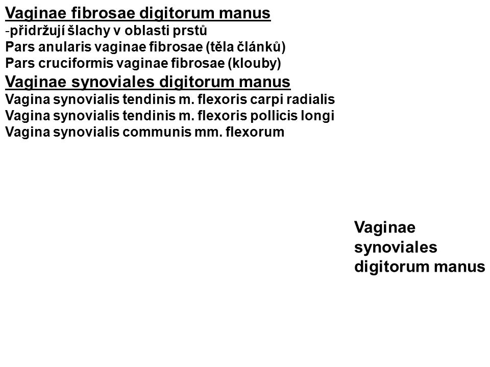 Vaginae fibrosae digitorum manus