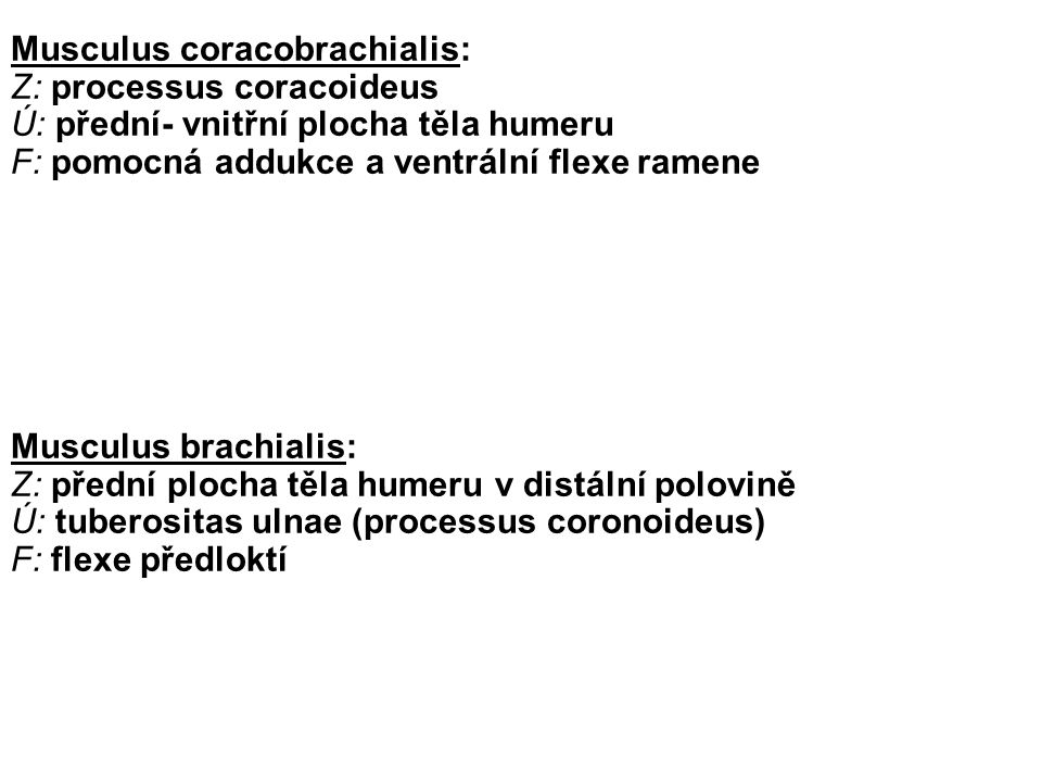 Musculus coracobrachialis: