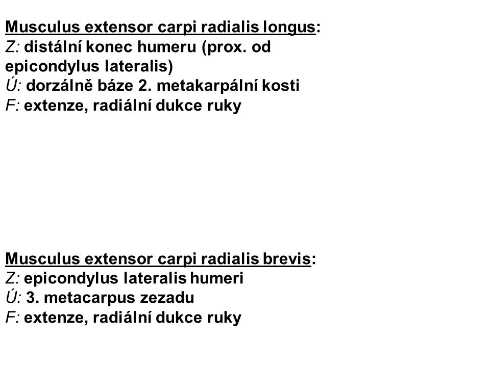 Musculus extensor carpi radialis longus: