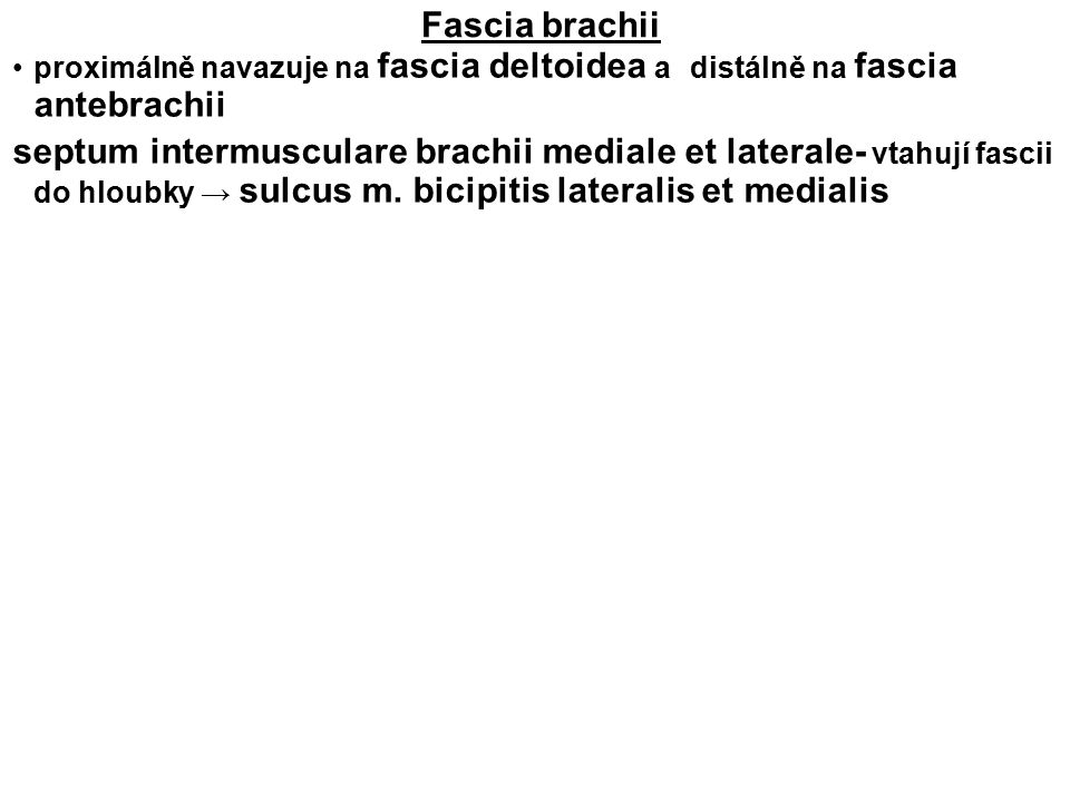 Fascia brachii proximálně navazuje na fascia deltoidea a distálně na fascia antebrachii.