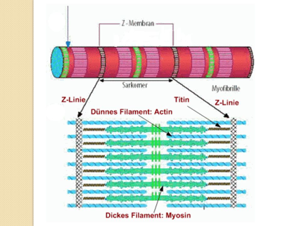 Myozinové filamenty jsou drženy na svém místě molekulami bílkoviny titinu, nejdelší a jedné z nejtěžších známých bílkovin (Mr=3∙106), která je pružně poutá k diskům Z
