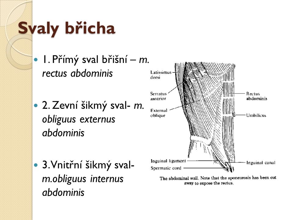 Svaly břicha 1. Přímý sval břišní – m. rectus abdominis