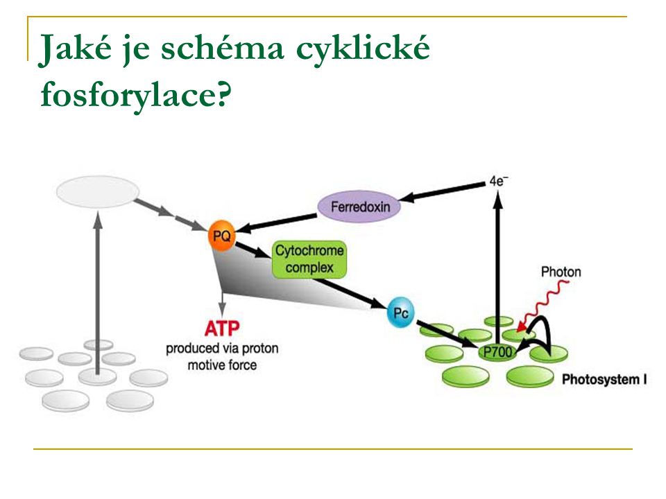 Jaké je schéma cyklické fosforylace