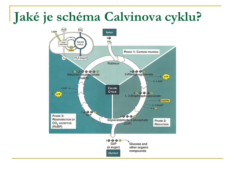 Jaké je schéma Calvinova cyklu