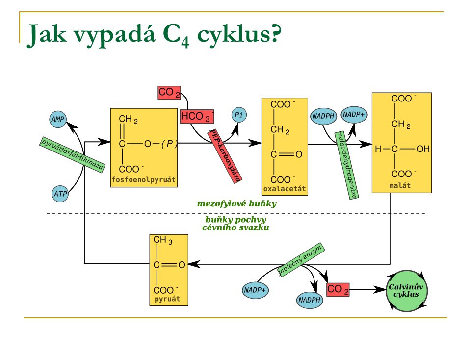 Jak vypadá C4 cyklus