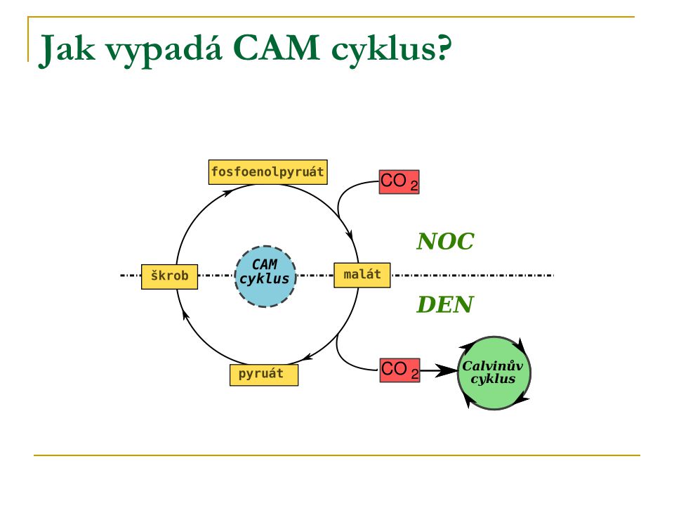 Jak vypadá CAM cyklus