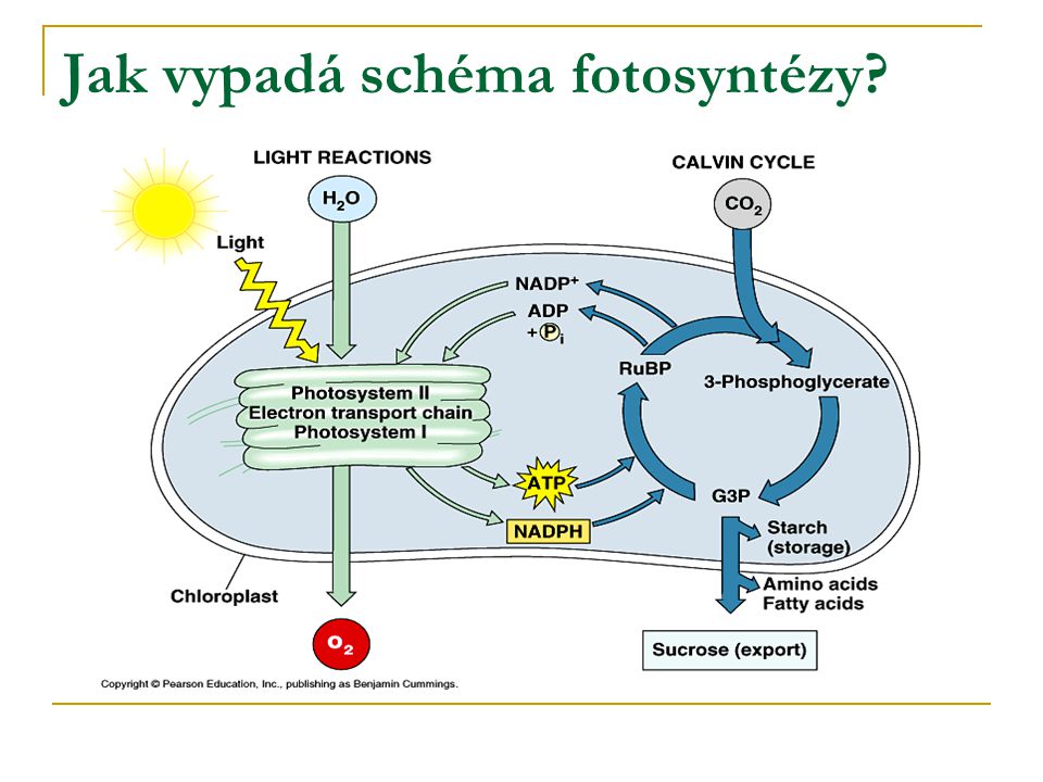Jak vypadá schéma fotosyntézy