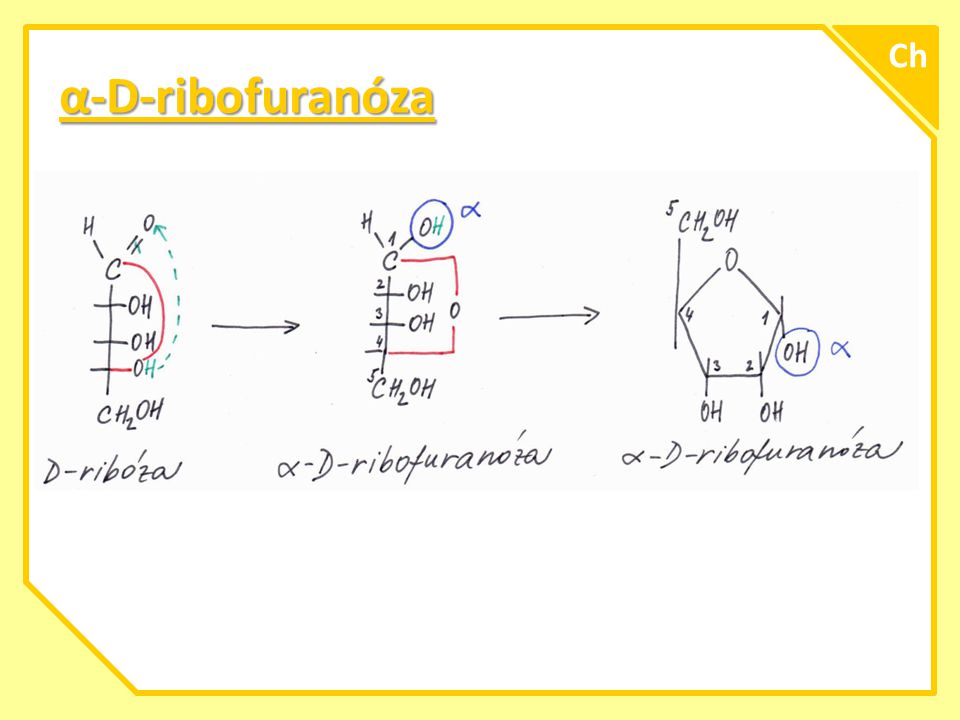 Ch α-D-ribofuranóza A