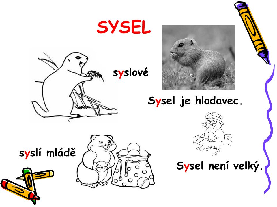 SYSEL syslové Sysel je hlodavec. syslí mládě Sysel není velký.