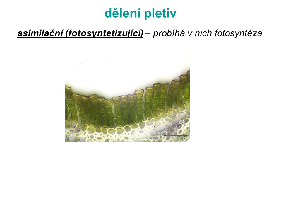 dělení pletiv asimilační (fotosyntetizující) – probíhá v nich fotosyntéza