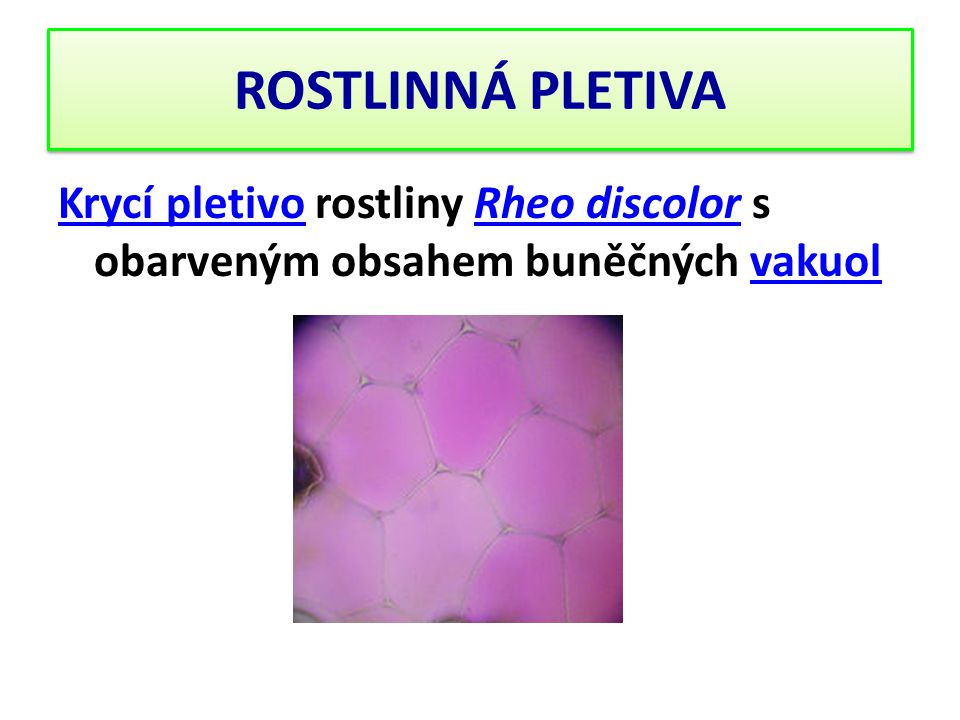 ROSTLINNÁ PLETIVA Krycí pletivo rostliny Rheo discolor s obarveným obsahem buněčných vakuol