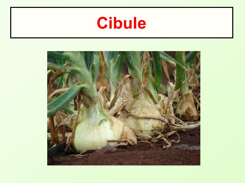 Cibule