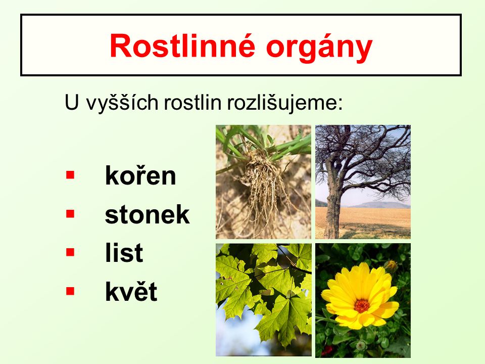 Rostlinné orgány U vyšších rostlin rozlišujeme: kořen stonek list květ