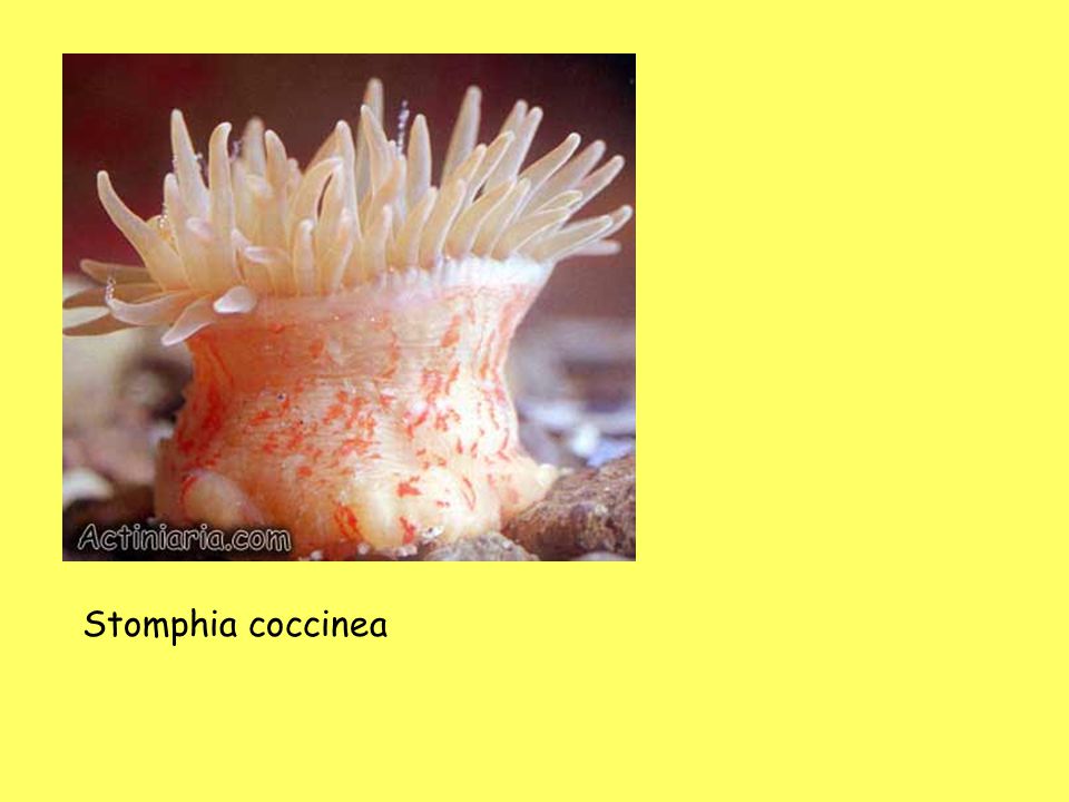 Stomphia coccinea